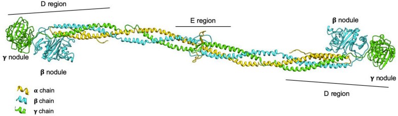 3D model representation of the fibrinogen protein.jpg